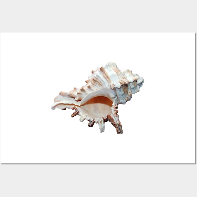 Grand conch seashell Wall Art by hamptonstyle